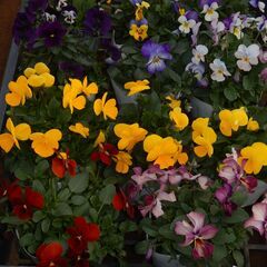 (年末限定)パンジー・ビオラ好きなだけ♪②　※100本以内※直接引取※の画像