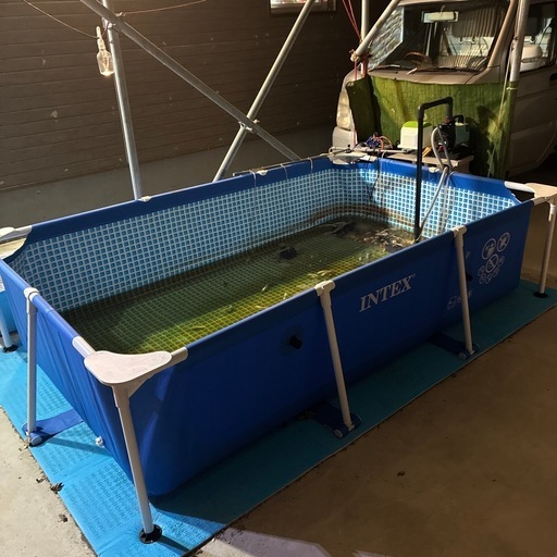 錦鯉　野外飼育一式