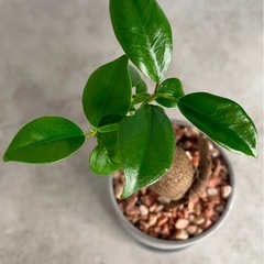 動き出しそうなガジュマルの画像