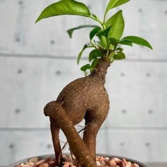 動き出しそうなガジュマルの画像