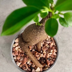 動き出しそうなガジュマルの画像