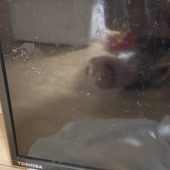 【ジャンク品】TOSHIBA REGZA テレビ　40V34 の画像