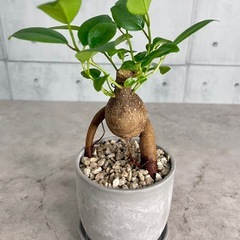 脱走しそうなガジュマルの画像