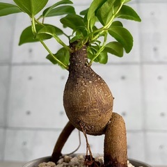 脱走しそうなガジュマルの画像