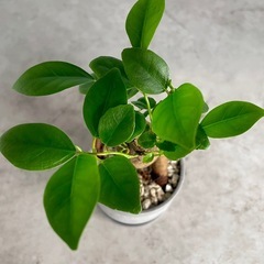 脱走しそうなガジュマルの画像