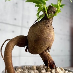 脱走しそうなガジュマルの画像