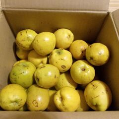 かりん　カリン　花梨　果実　25個 ３kg程度の画像