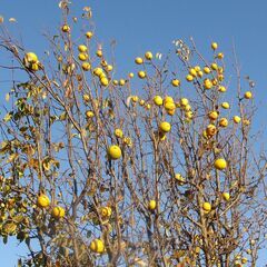 かりん　カリン　花梨　果実　25個 ３kg程度の画像