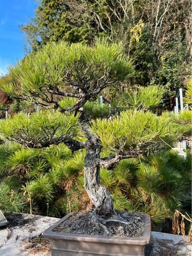 盆山さんから仕入れた黒松 立派な黒松盆栽（太幹・存在感あり）／引き取り