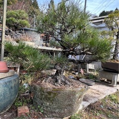 年末特別セール‼️黒松盆栽の画像