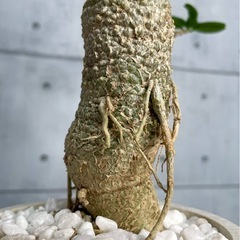 火星人フォッケア・エデュリス（一点モノ）/北欧ストーン風植木鉢の画像