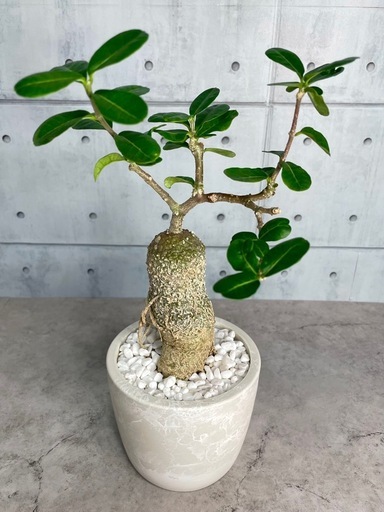 火星人フォッケア・エデュリス（一点モノ）/北欧ストーン風植木鉢