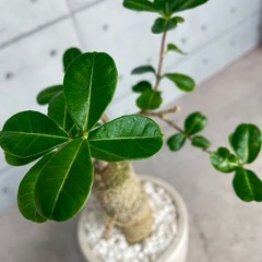 火星人フォッケア・エデュリス（一点モノ）/北欧ストーン風植木鉢の画像