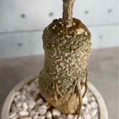 火星人フォッケア・エデュリス（一点モノ）/北欧ストーン風植木鉢の画像