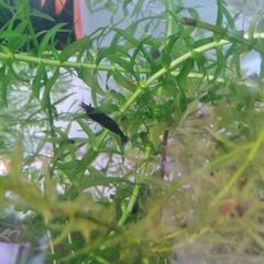 ベルベットブルーシュリンプ（1匹：80円)の画像