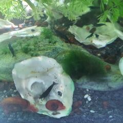 ベルベットブルーシュリンプ（1匹：80円)の画像