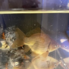 金魚の画像