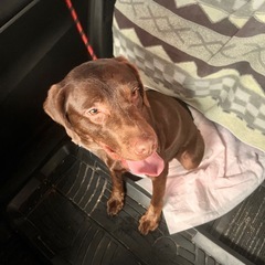 ラブラドール - 犬