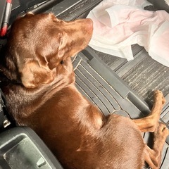 ラブラドール - 岩見沢市