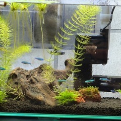 グリーンネオンテトラ9匹の画像