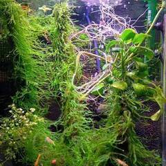 水草 ウィローモスあげます　 めだか・エビ水槽に・・の画像