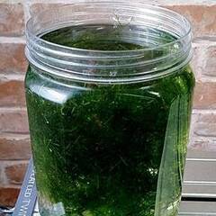 水草 ウィローモスあげます　 めだか・エビ水槽に・・の画像