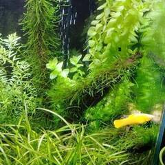 水草 ウィローモスあげます　 めだか・エビ水槽に・・の画像