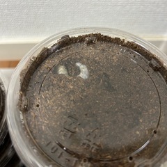 パプアキンイロクワガタ 幼虫 10頭1000円~の画像