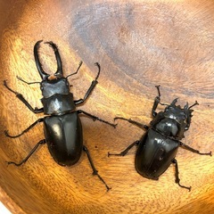 ✨ギラファノコギリクワガタペア♂67mm♀45mmの画像