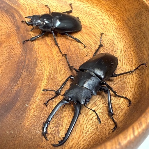 ✨ギラファノコギリクワガタペア♂67mm♀45mm (irvinepapa) 川和町の
