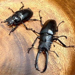 ✨ギラファノコギリクワガタペア♂67mm♀45mmの画像