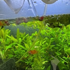 プラティー稚魚5匹  グッピー稚魚2匹の画像