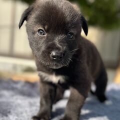 小熊みたいなハーシー君