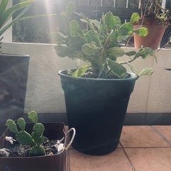 観葉植物うちわサボテンなどの画像