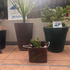 観葉植物うちわサボテンなどの画像