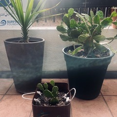 観葉植物うちわサボテンなどの画像