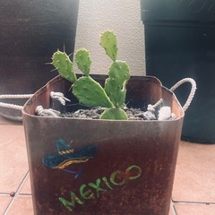 観葉植物うちわサボテンなどの画像