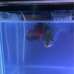 熱帯魚　タイガーオスカーの画像