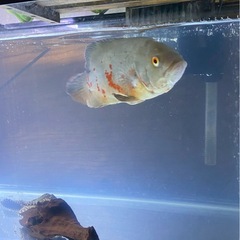 熱帯魚　タイガーオスカーの画像