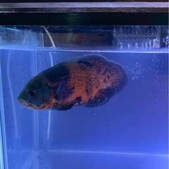 熱帯魚　タイガーオスカーの画像