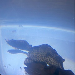 熱帯魚　タイガーオスカーの画像