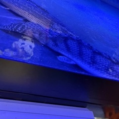 ポリプテルスビチャー訳あり 土日限定5000円の画像