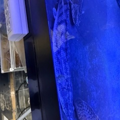 ポリプテルスビチャー訳あり 土日限定5000円の画像