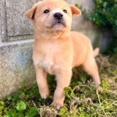 綺麗なゴールドカラーのスナオちゃん