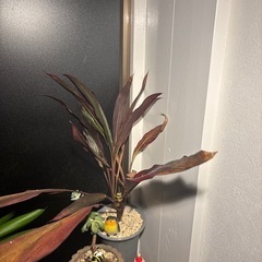 コルジリネ　ドラセナ　ガーデニング　鉢付き　観葉植物　インテリア　オシャレ　　観葉植物　塊根植物　多肉植物　ビザールプランツ　レアプランツ　ガーデニング　植物　グリーン　趣味　盆栽　葉　花　庭　草　インテリア　おしゃれ　飾り　園芸　の画像