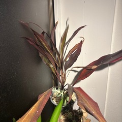 コルジリネ　ドラセナ　ガーデニング　鉢付き　観葉植物　インテリア　オシャレ　　観葉植物　塊根植物　多肉植物　ビザールプランツ　レアプランツ　ガーデニング　植物　グリーン　趣味　盆栽　葉　花　庭　草　インテリア　おしゃれ　飾り　園芸　の画像