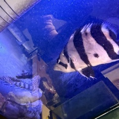 ダトニオリアルバンド 黒くなりません！25±土日限定25000円の画像