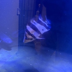 ダトニオリアルバンド 黒くなりません！25±土日限定25000円の画像