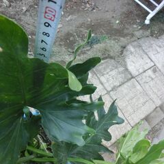 ●人気のモンステラ、鉢付き観葉植物、●特徴は葉の容、耐陰性、●他にも特徴が有る様です、検索して下さい、高さ約９０ｃｍ、★お手数をおかけしますプロフィール必読ですの画像