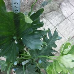 ●人気のモンステラ、鉢付き観葉植物、●特徴は葉の容、耐陰性、●他にも特徴が有る様です、検索して下さい、高さ約９０ｃｍ、★お手数をおかけしますプロフィール必読ですの画像